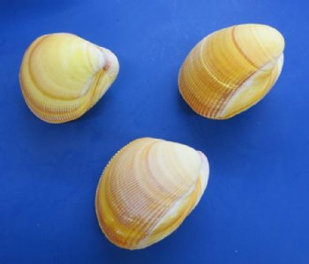 4" Pairs of Yellow Giant Pacific Cockle Shells - 6 pairs @  $2.80 a pair