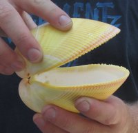 4" Pairs of Yellow Giant Pacific Cockle Shells - 6 pairs @  $2.80 a pair