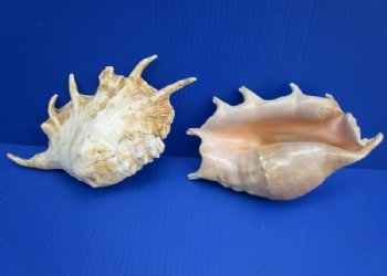 8 to 9-3/4 inches Small Giant Spider Conch Shell - 2 @ $8.00 each