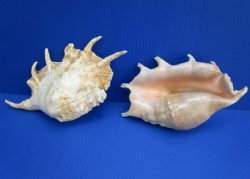 8 to 9-3/4 inches Small Giant Spider Conch Shell - 2 @ $8.00 each