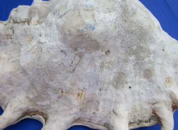 8 to 9-3/4 inches Small Giant Spider Conch Shell - 2 @ $8.00 each