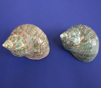 Polished Jade Turbo Shells for Large Hermit Crabs, 3-1/2 to 3-7/8 inches - 6 @ $8.65 each