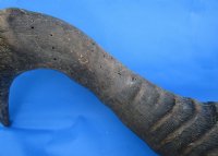 Authentic Red Hartebeest Skull and Horns <font color=red> Wholesale</font> - $99.99 each; 3 @ $90 each