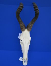 Authentic Red Hartebeest Skull and Horns <font color=red> Wholesale</font> - $99.99 each; 3 @ $90 each
