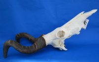 Authentic Red Hartebeest Skull and Horns <font color=red> Wholesale</font> - $99.99 each; 3 @ $90 each
