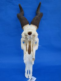 Authentic Red Hartebeest Skull and Horns <font color=red> Wholesale</font> - $99.99 each; 3 @ $90 each