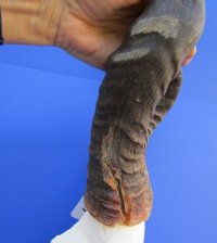 Authentic Red Hartebeest Skull and Horns <font color=red> Wholesale</font> - $99.99 each; 3 @ $90 each