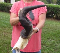 Male Red Hartebeest Skull Plate with 21 to 23 inches Horns <font color=red> Wholesale</font> - 2 @ $55.00 each