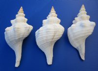 Horse Conch Shells 11 inches<font color=red> Wholesale</font> - 6 @ $20.00 each