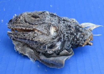 Preserved Green Iguana Heads 2-1/2 to 3-1/2 inches <font color=red> Wholesale</font>  10 @ $10.00 each <font color=red> SALE $7.50 each</font>