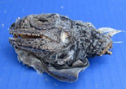 Preserved Green Iguana Heads 2-1/2 to 3-1/2 inches <font color=red> Wholesale</font>  10 @ $10.00 each <font color=red> SALE $7.50 each</font>