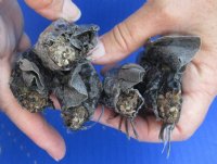 2-1/2 to 3-1/2 inches Real Iguana Heads for Sale - $15.99 each <font color=red> SALE $9.99 EACH </FONT>