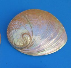 Large Pearlized  Australian Greenlip Abalone Shells, Haliotis Laevigata 6 to 7 inches - $17.30 each