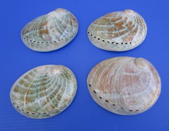 Large Polished Australian Greenlip Abalone Shells <font color=red> Wholesale</font>, Haliotis Laevigata 6 to 7 inches - 12 @ $8.00 each