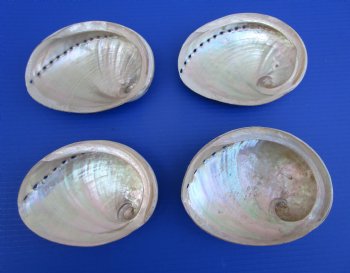 Large Polished Australian Greenlip Abalone Shells <font color=red> Wholesale</font>, Haliotis Laevigata 6 to 7 inches - 12 @ $8.00 each