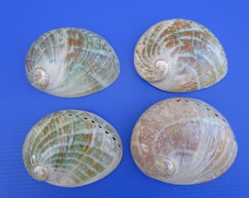 Large Polished Australian Greenlip Abalone Shells, Haliotis Laevigata 6 to 7 inches - 2 @ $12.80 each