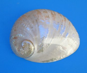 Large Semi-Pearlized  Australian Greenlip Abalone Shells <font color=red> Wholesale</font>, Haliotis Laevigata 6 to 7 inches - 10 @ $9 each