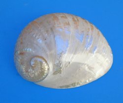 Large Semi-Pearlize...