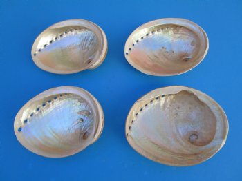 Large Semi-Pearlized  Australian Greenlip Abalone Shells <font color=red> Wholesale</font>, Haliotis Laevigata 6 to 7 inches - 10 @ $9 each