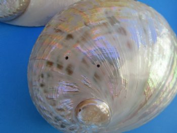 Large Semi-Pearlized  Australian Greenlip Abalone Shells <font color=red> Wholesale</font>, Haliotis Laevigata 6 to 7 inches - 10 @ $9 each