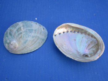 Australian Greenlip Abalone Shells, Haliotis Laevigata 4 to 4-1/2 inches - 25 @ $2.40 each