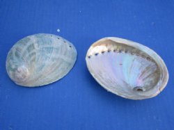 Australian Greenlip Abalone Shells, Haliotis Laevigata 4 to 4-1/2 inches - 25 @ $2.40 each