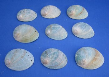 Australian Greenlip Abalone Shells, Haliotis Laevigata 4 to 4-1/2 inches - 25 @ $2.40 each