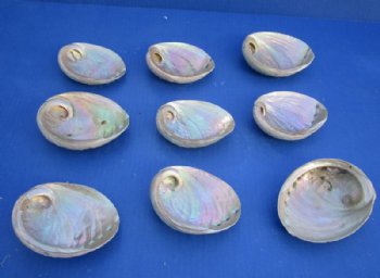 Australian Greenlip Abalone Shells, Haliotis Laevigata 4 to 4-1/2 inches - 25 @ $2.40 each