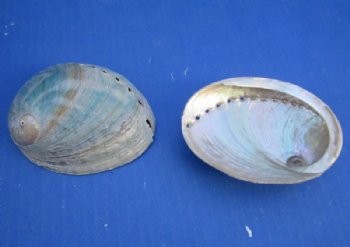 Buffed Australian Greenlip Abalone Shells, Haliotis Laevigata 3-1/4 to 4 inches - 25 @ $1.92 each
