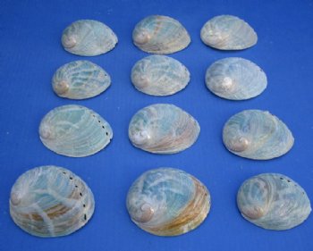 Buffed Australian Greenlip Abalone Shells, Haliotis Laevigata 3-1/4 to 4 inches - 25 @ $1.92 each
