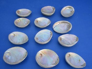 Buffed Australian Greenlip Abalone Shells, Haliotis Laevigata 3-1/4 to 4 inches - 25 @ $1.92 each