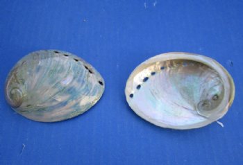 High Polished Australian Greenlip Abalone Shells, Haliotis Laevigata <font color=red> Wholesale</font> 3-1/4 to 4 inches - 60 @ $1.53 each