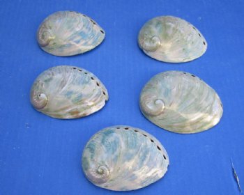 High Polished Australian Greenlip Abalone Shells, Haliotis Laevigata <font color=red> Wholesale</font> 3-1/4 to 4 inches - 60 @ $1.53 each