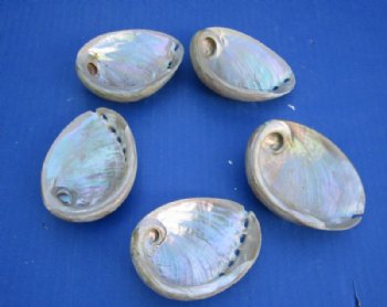 High Polished Australian Greenlip Abalone Shells, Haliotis Laevigata <font color=red> Wholesale</font> 3-1/4 to 4 inches - 60 @ $1.53 each