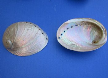 Pearlized Australian Greenlip Abalone Shells, <font color=red> Wholesale</font> Haliotis Laevigata 3-3/4 to 4 inches - 100 @ 1.80 each