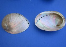 Pearlized Australian Greenlip Abalone Shells, Haliotis Laevigata 3-3/4 to 4 inches - 25 @ $3.20 each