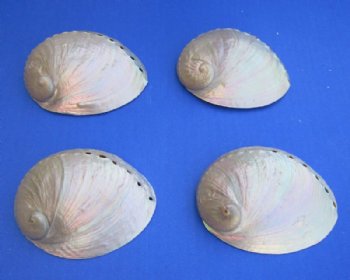 Pearlized Australian Greenlip Abalone Shells, <font color=red> Wholesale</font> Haliotis Laevigata 3-3/4 to 4 inches - 100 @ 1.80 each