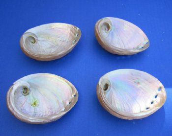 Pearlized Australian Greenlip Abalone Shells, <font color=red> Wholesale</font> Haliotis Laevigata 3-3/4 to 4 inches - 100 @ 1.80 each