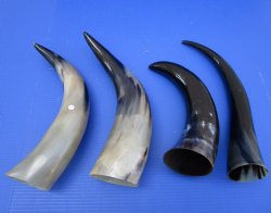 14 to 17 inches Polished Cattle Cows, Cow Horns <font color=red> Wholesale </font> - 50 @ $6.25 each (Delivery Signature Required)