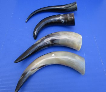 14 to 17 inches Polished Cattle Cows, Cow Horns <font color=red> Wholesale </font> - 50 @ $6.25 each (Delivery Signature Required)
