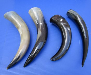 14 to 17 inches Polished Cattle Cows, Cow Horns <font color=red> Wholesale </font> - 50 @ $6.25 each (Delivery Signature Required)