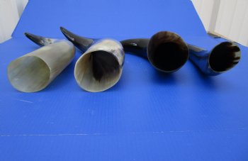 14 to 17 inches Polished Cattle Cows, Cow Horns <font color=red> Wholesale </font> - 50 @ $6.25 each (Delivery Signature Required)