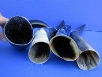 14 to 17 inches Polished Cattle Cows, Cow Horns <font color=red> Wholesale </font> - 50 @ $6.25 each (Delivery Signature Required)