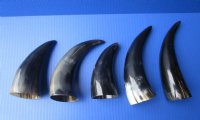 6 to 8 inches Small Polished Cow Horns -  2 @ $4.25 each; 5 @ $3.60 each