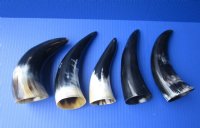 6 to 8 inches Small Polished Cow Horns -  2 @ $4.25 each; 5 @ $3.60 each