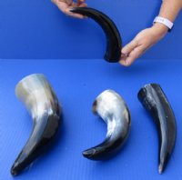 8 to 12 inches Polished Cow Horns - 2 @ $10.40 each; 5 @ $8.65 each 