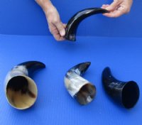 8 to 12 inches Polished Cattle, Cow Horns<font color=red> Wholesale </font>  -  20 @ $5.85 each