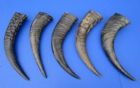 16 to 18 inches Semi-Polished Water Buffalo Horns for Sale With Natural Ridges - $28.80 each; 2 @ $25.95 each