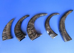 Semi-Polished Water Buffalo Horns <font color=red> Wholesale</font> 9 to 14 inches  - 22 @ $4.25 each