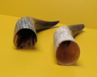 Carved Cow Horns with a Fish Scales/Snake Skin Pattern 12 to 14-7/8 inches - $12.80 each